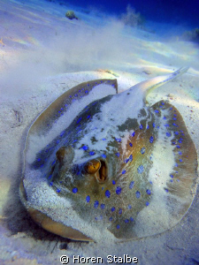 Dusty stingray. Taken with Sony Cybershot. by Horen Stalbe 